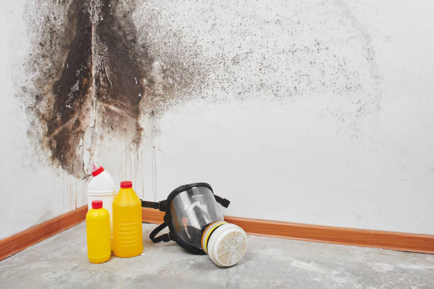 Best Mold Remediation  in Breckenridge, TX