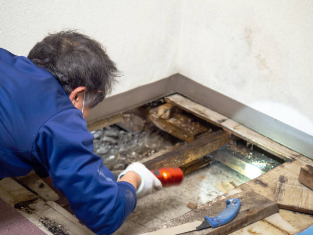 Best Mold Removal Company Near Me  in Breckenridge, TX