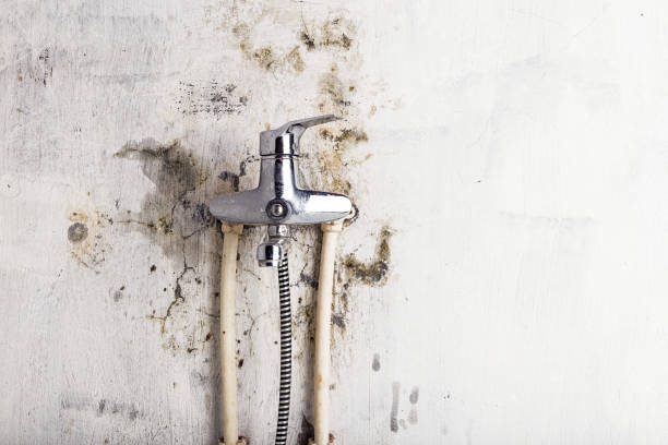Best Best Mold Removal Companies  in Breckenridge, TX