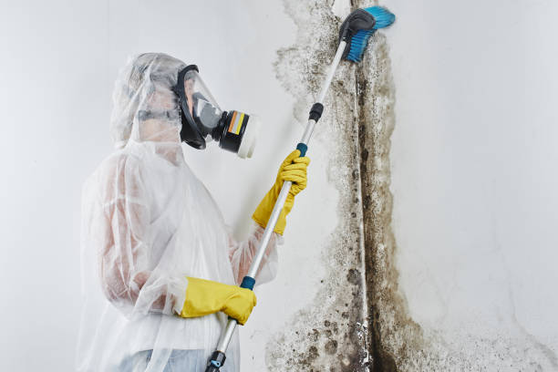 Best Fast Mold Removal  in Breckenridge, TX