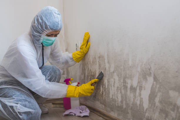 Best Mold Remediation  in Breckenridge, TX