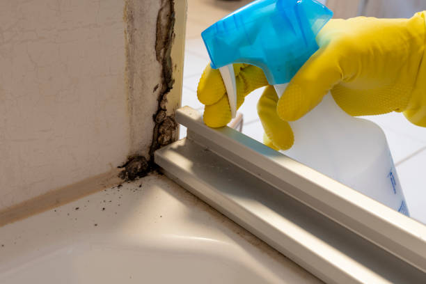  Breckenridge, TX Mold Removal Pros