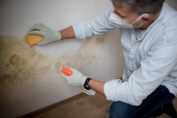 Best Home Mold Removal  in Breckenridge, TX