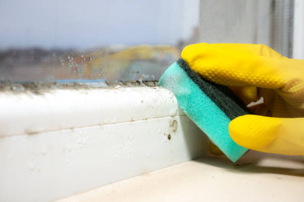 Best Mold Removal Company Near Me  in Breckenridge, TX
