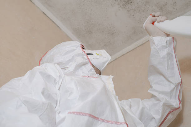 Best Fast Mold Removal  in Breckenridge, TX