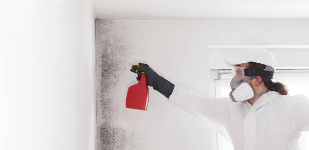 Best Attic Mold Removal  in Breckenridge, TX