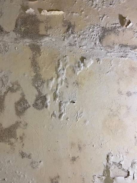 Best Home Mold Removal  in Breckenridge, TX