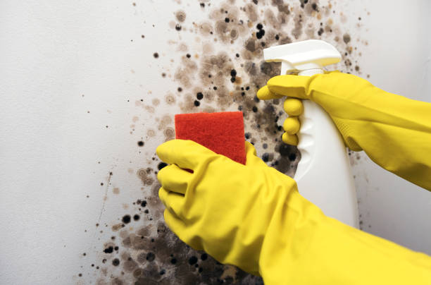 Best Mold Testing  in Breckenridge, TX