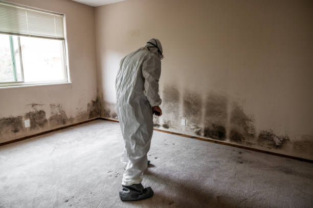 Trusted Breckenridge, TX Mold Removal Experts