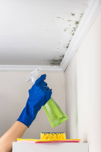 Certified Mold Removal in Breckenridge, TX